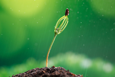 雨中绿芽