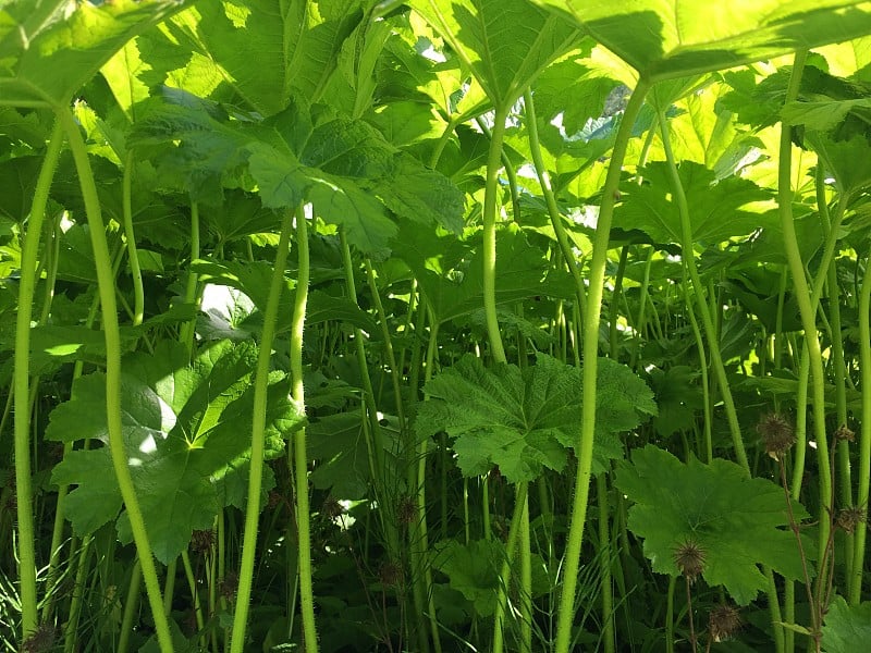 花和植物的细节在圣加仑的费尔德里公墓，圣加仑-瑞士