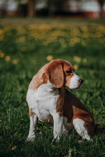 狗小猎犬