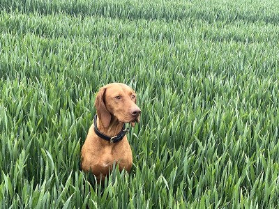 匈牙利Vizsla工作犬