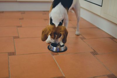 可爱的比格犬狗看着空的狗碗在家里。可爱的宠物
