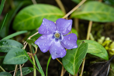 长春花在冬天盛开
