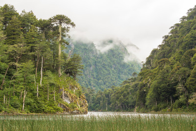 valdivian雨林中有古老的araucaria araucana，是一个非常潮湿和绿色的环境