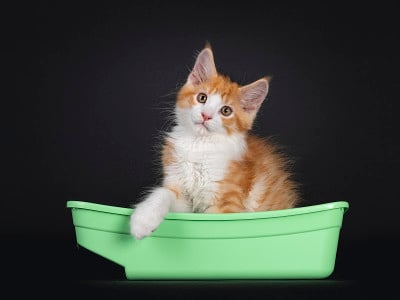 可爱的红色与白色的小猫在黑色的背景
