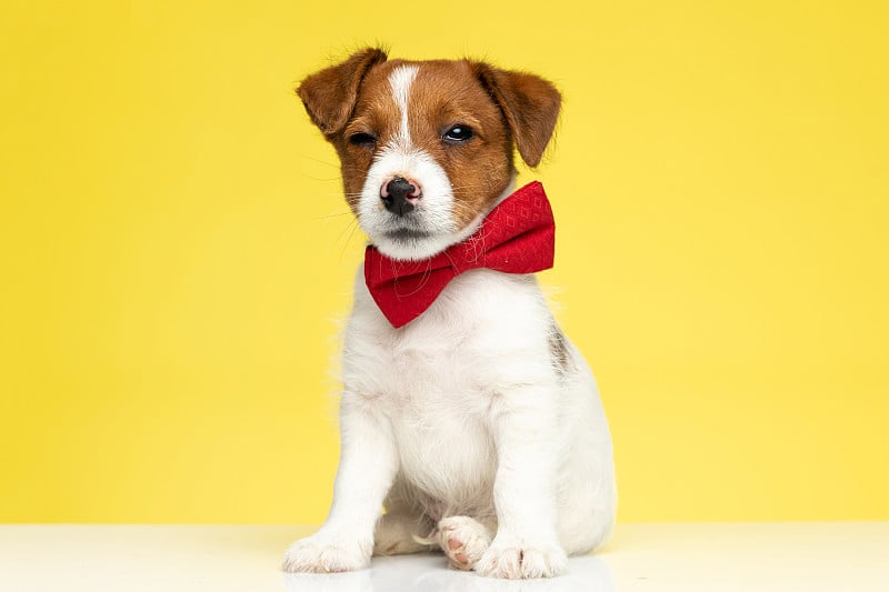 Suspicious Jack Russell Terrier wearing bowtie and