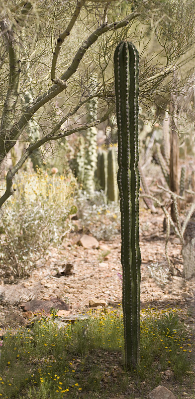 贺丘仙人掌的观点，Pachycereus pectinaboriginum