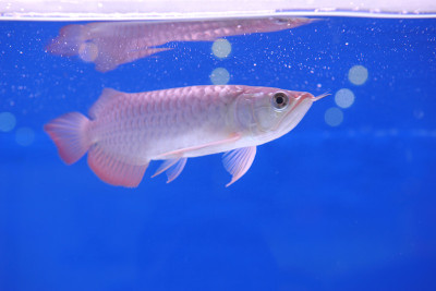 亚洲arowana