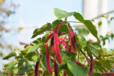 Acalypha