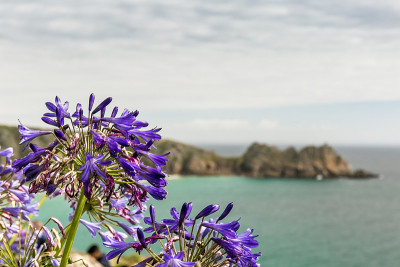 英国康沃尔海滨的鲜花