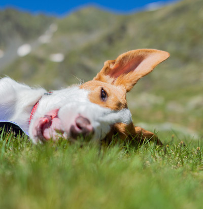 伊比赞科波登科犬