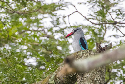 林地翠鸟(Halcyon senegalensis)