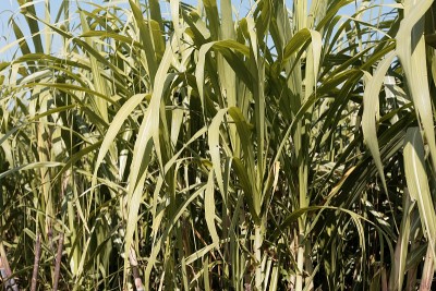 甘蔗叶，Saccharum officinarum