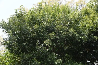 梧桐(毛竹)