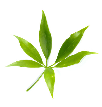 叶可食用的茎藤靠近