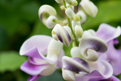 Vigna Caracalla的近景，被称为蜗牛花，有着惊人的香味