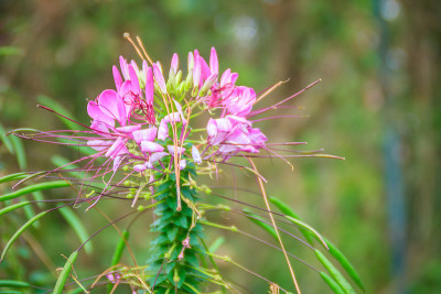 粉红色的Cleome hassleriana花在花园里。Cleome的种类通常被称为蜘蛛花，蜘蛛植物