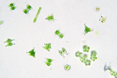实验室显微镜下的淡水水生浮游生物。