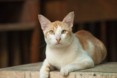 白色和橙色的猫