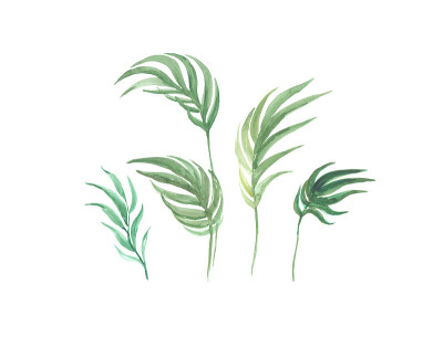 明亮的水彩叶子孤立的白色背景