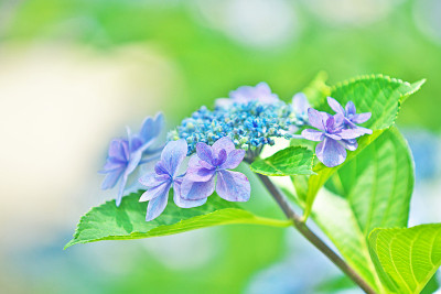 绣球花