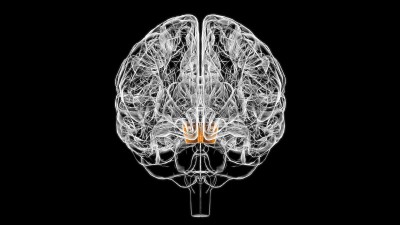 医学概念3D的大脑中脑解剖