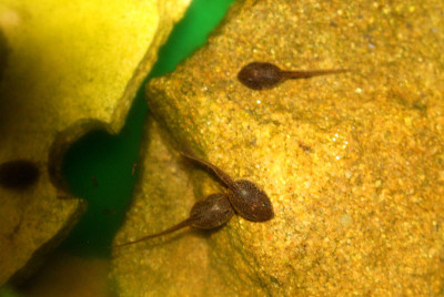 小蝌蚪和蚊子幼虫在池塘里游泳