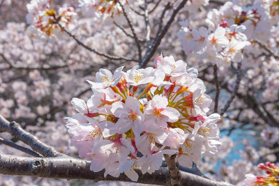 日本东京目黑河的樱花盛开季节