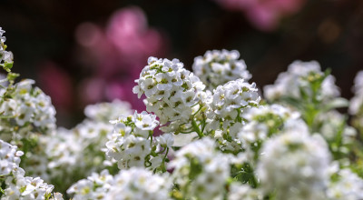 美丽的小白花，细密、微细