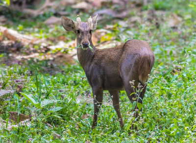 猪鹿(Hyelaphus porcinus)