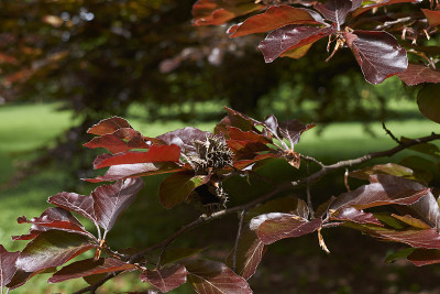 Fagus sylvatica