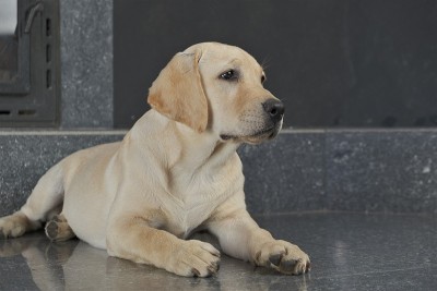 室内拉布拉多幼犬淡黄色。