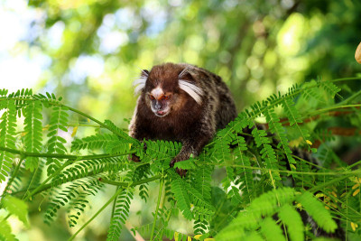 Common Marmoset (Callithrix jacchus) -巴西萨尔瓦多·da Ba