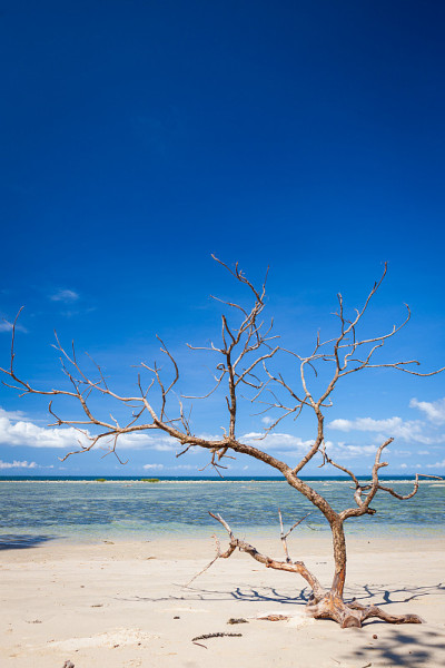 浮木树在海滩婆罗洲马来西亚景观