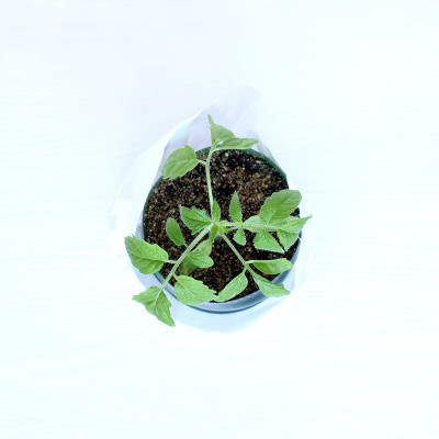 花园用的芽