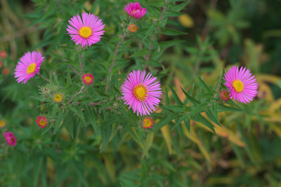 aster