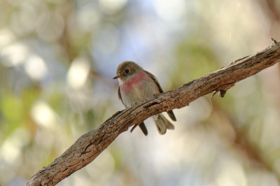 玫瑰罗宾(Petroica rosea)