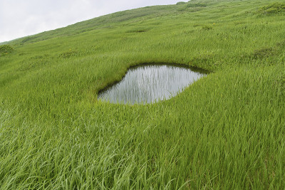 沼泽