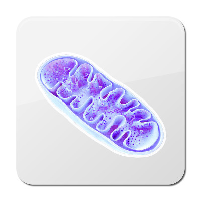 线粒体，细胞器，产生能量，细胞能量和细胞呼吸，DNA, 3D渲染