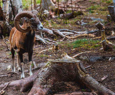 Mouflon (Ovis orientalis)特写照片