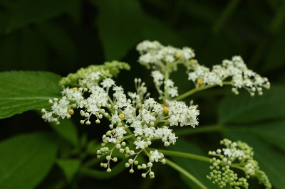 东京郊区的野生植物(Tamagajosui park, Kodaira, Tokyo 2020)