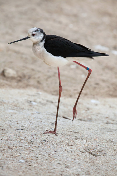 黑翼高跷(Himantopus Himantopus)。