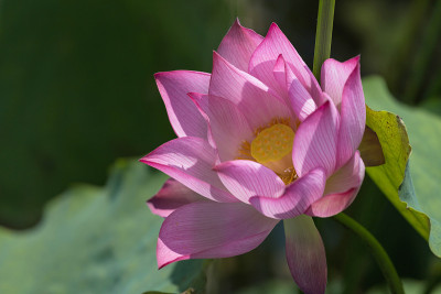 美丽的莲花