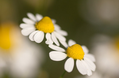 chamomiles