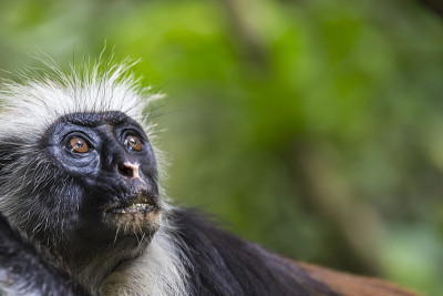 濒危的桑给巴尔红疣猴(Procolobus kirkii)， Joza
