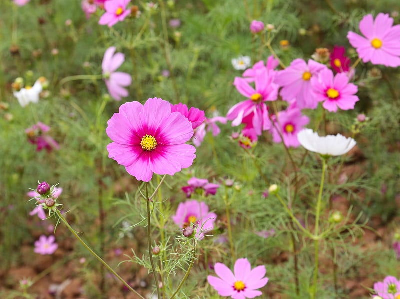 金鸡菊