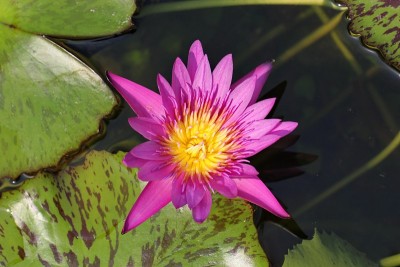 花