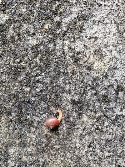 蜗牛