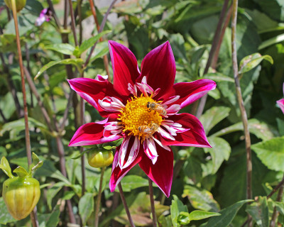 花和蜜蜂