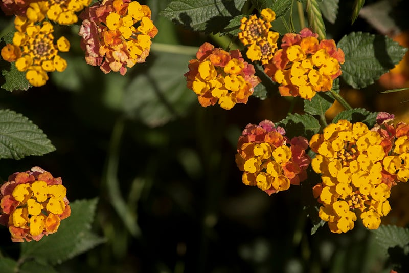 卡马拉Lantana