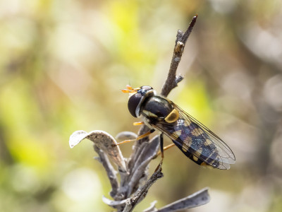 普通悬停蝇(Melangyna vitieps)。